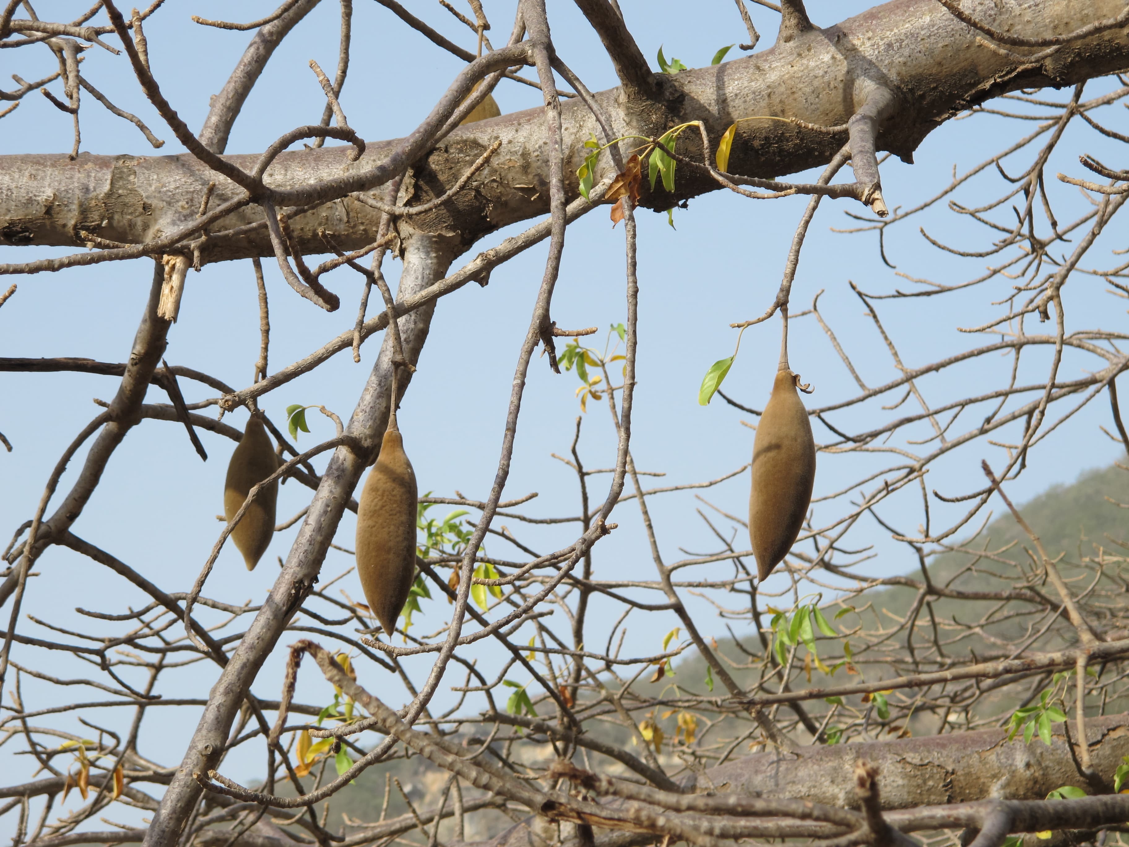 Plant Image